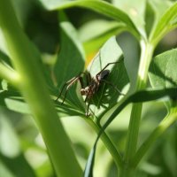 Микромир паук :: Жанна 