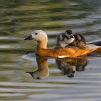 Ути-пути :: Игорь Шевченко