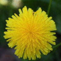 Солнышко :: Жанна 