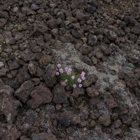 Исландия остывший вулкан :: Александр Липовецкий