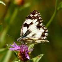 опять про бабочек...201 :: Александр Прокудин