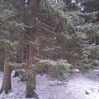 Зима :: Сапсан 