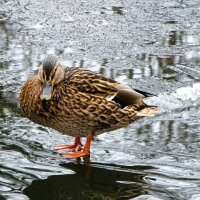 Кряква на тонком льду пруда. :: Милешкин Владимир Алексеевич 