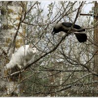 Разговор по душам :: Алексей Сопельняк