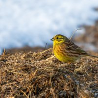 Овсянка :: Владимир Лазарев