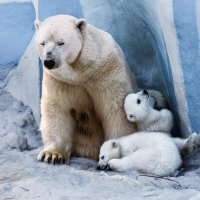 Белый :: SanSan 