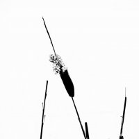 Зимняя графика :: Валерий Иванович