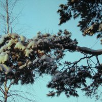 Сосновая ветка :: Людмила Смородинская