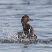 турпан. :: юрий макаров