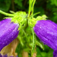 "в дождливый день" :: Olga Oskolkova