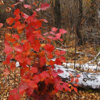 октябрь :: Елена Шаламова