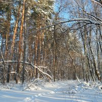О прогулках в лесу декабрьском.. :: Андрей Заломленков