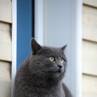 Как я мечтаю о сосиске. :: Татьяна Бравая