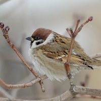 Воробей. :: Татьяна Бравая