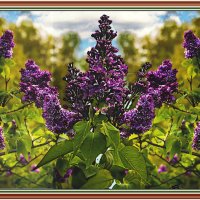 Сирень цветёт :: Владимир Кроливец