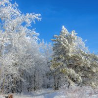 Зимний день :: Наталья Димова