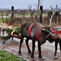 Оленья упряжка :: Александр Конов