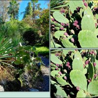 Адлер. Дендропарк "Южные культуры" :: Нина Бутко