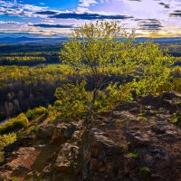 В цвете майского заката. :: Юрий кот