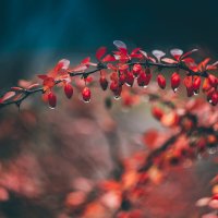 Барбариски :: Игорь Шевченко