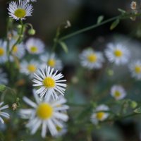 13 12 2025г. :: Вен Гъновски 13 12 2025г. :: Вен Гъновски