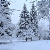 Снег-то какой! :: Nina Streapan
