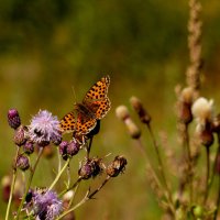 опять про бабочек...206 :: Александр Прокудин