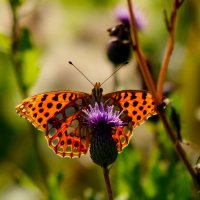 опять про бабочек...209 :: Александр Прокудин