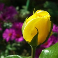 Золотой бутон :: Светлана 