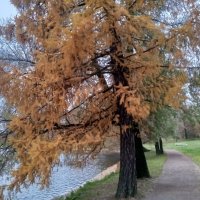 Осень :: Сапсан 