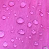 На лепестке :: Ольга Савельева 