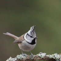 Хохлатая синица :: Павел 