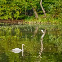 Пруд ... :: Jakob Dick