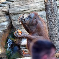 пальчики оближешь :: Олег Лукьянов