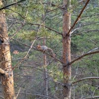 Белка.Каркаралы. :: Андрей Хлопонин Белка.Каркаралы. :: Андрей Хлопонин