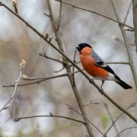 Снегирь :: Владимир Лазарев Снегирь :: Владимир Лазарев