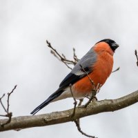Снегирь :: Владимир Лазарев