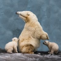 Белый :: SanSan 