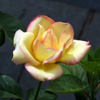 Бутоны  Глории  Дей :: Валентин Семчишин