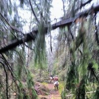 Декабрь в лесу. :: Ольга 