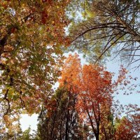 Адлер... ноябрь... :: Нина Бутко