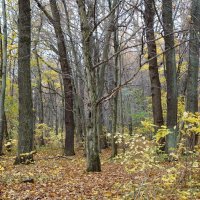 Ашманн парк, Калининград :: Рита Симонова