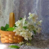 Жасминовая    нежность... :: Галина Кузьмина