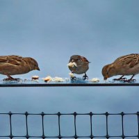 Счастливо оставаться, девочки. :: Татьяна Бравая