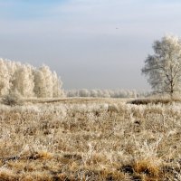 Цвет настроения-белый. :: nadyasilyuk Вознюк