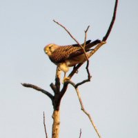 Я ей не понравилась. :: nadyasilyuk Вознюк