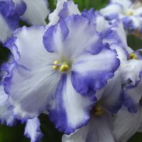 Фиалки :: Freddy 97