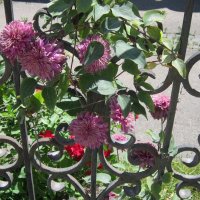 Георгины :: Дмитрий Никитин