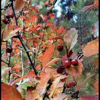 Боярка :: Марина 