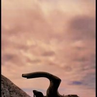 Чайка :: Марина 